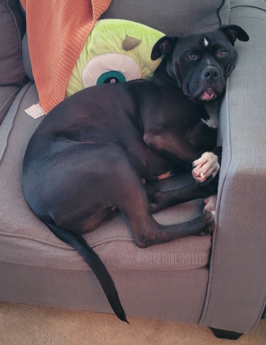 Happy #NationalDogDay 🥰 Here's my handsome guy enjoyin his best life!! Spoiled like his mamma 😌😄 https://t<a href="/tag/nationaldogday"class="tags">#NationalDogDay</a>