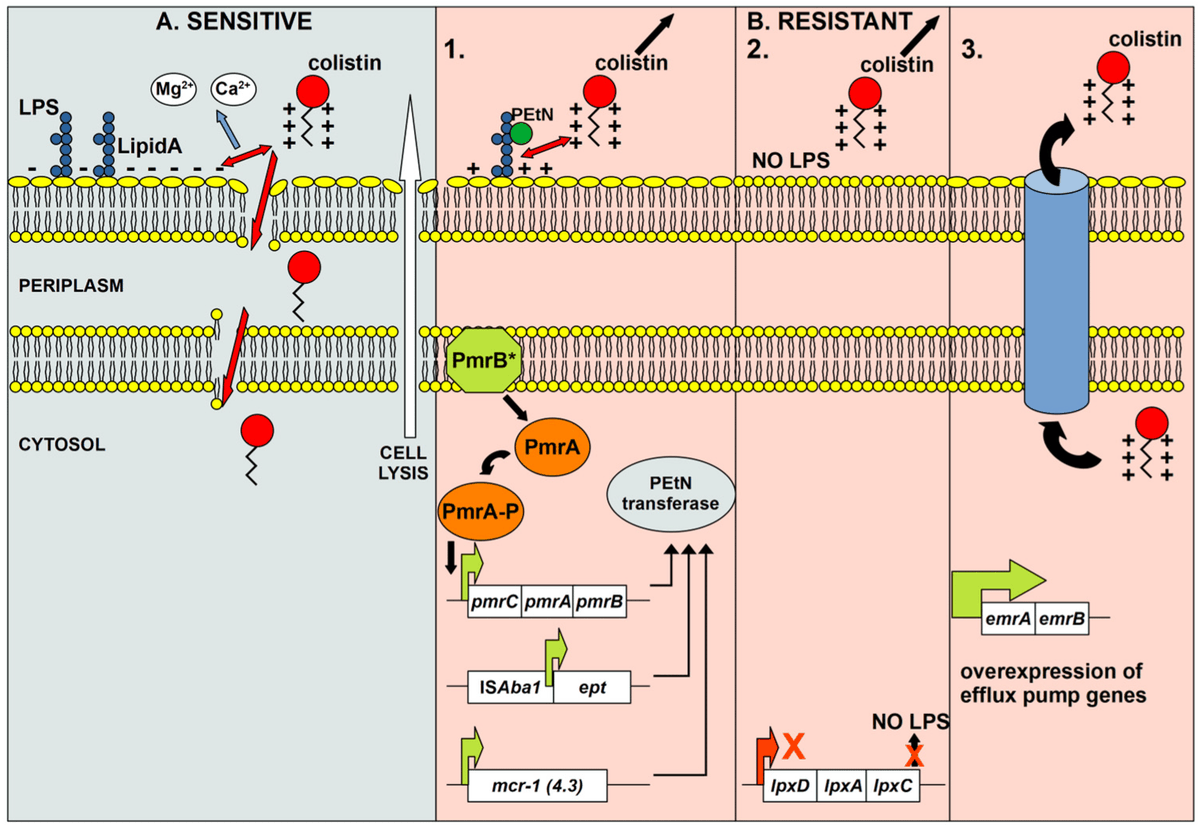 A_baumannii's tweet photo. 📑#Colistin #Resistance in #Acinetobacter #baumannii: #Molecular #Mechanisms and #Epidemiology 📝 by Dr. Katarina Novovic and Prof. Branko Jovčić from @BelgradeUni 👉 Sharing with our readers another #HighlyCited paper 🔗https://t.co/dXa3ezwcGn… https://t.co/sahwOER7US https://t.co/BXy3g5kzdK