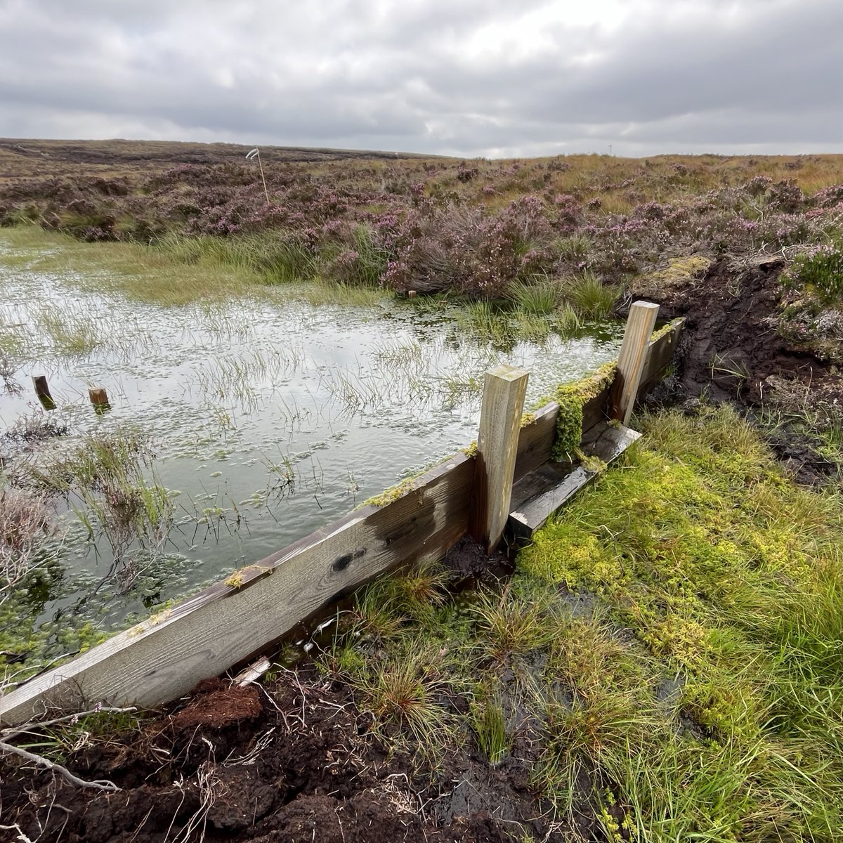 peatofmind's tweet image. Irish🇮🇪 Peat Tour (Part 3)
It was a Beautiful Day touring blanket bogs in the Wicklow Mountains. Decades of peatland degradation restored by blocking drainage ditches and gullies. From water Running to Stand Still.
#PeatTwitter #peatlands #restoration