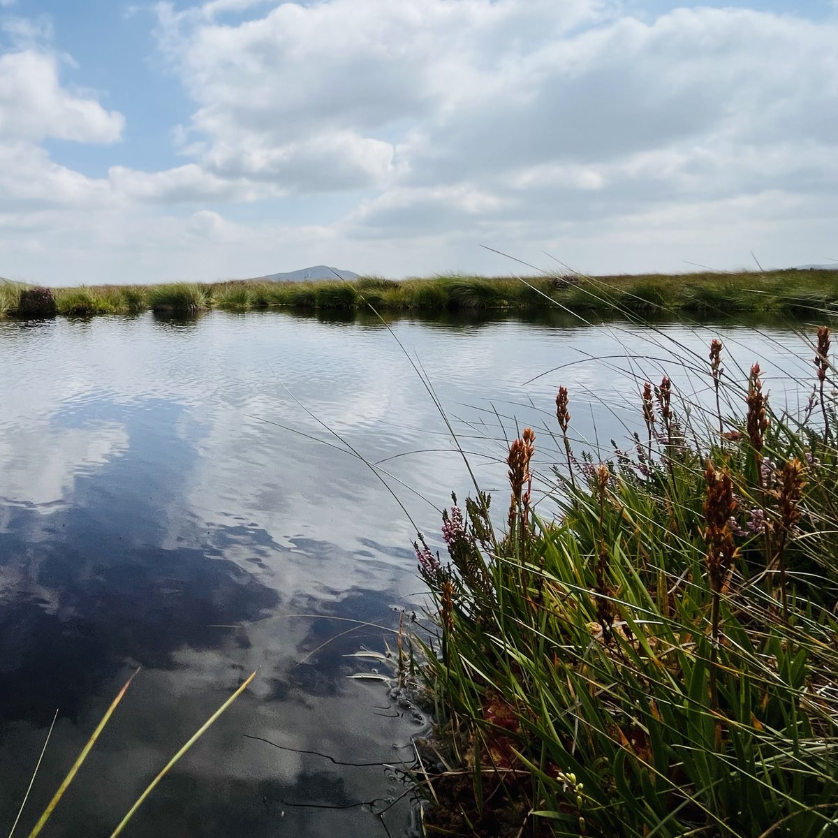 peatofmind's tweet image. Irish🇮🇪 Peat Tour (Part 3)
It was a Beautiful Day touring blanket bogs in the Wicklow Mountains. Decades of peatland degradation restored by blocking drainage ditches and gullies. From water Running to Stand Still.
#PeatTwitter #peatlands #restoration
