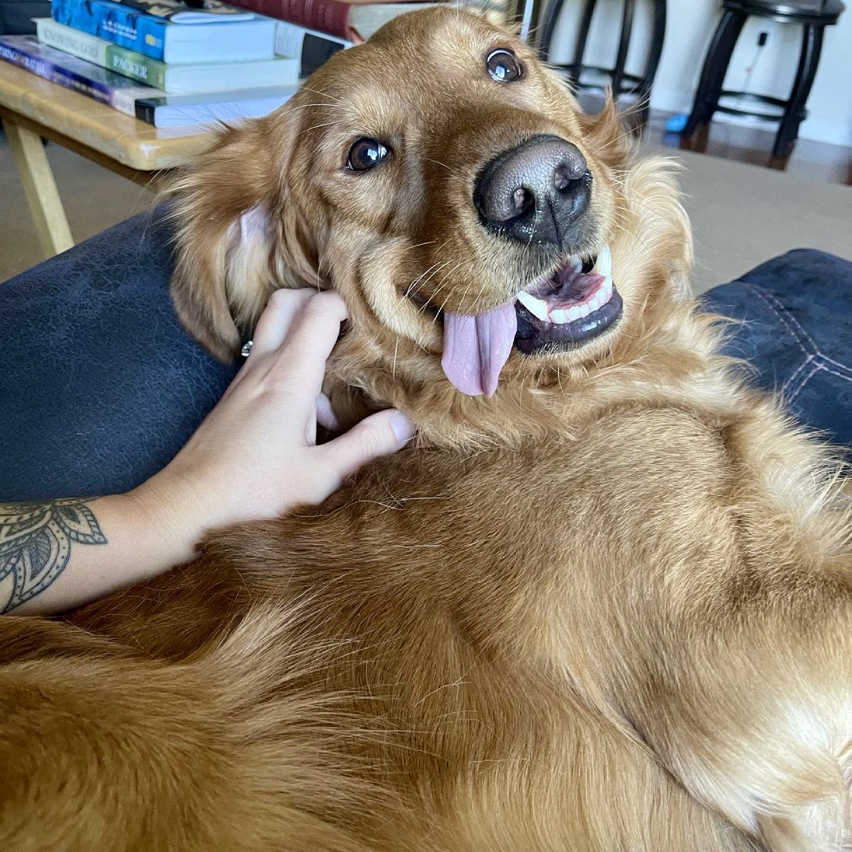 extractlabs's tweet image. It&apos;s #NationalDogDay and we’re barking with joy! 🐕‍🦺 Our pups make every day better at Extract Labs, drop a 🐾 if your dog is your best coworker! 
Be sure to check out our Fetch for Pets #CBD line for your furry friends too  #DogLover