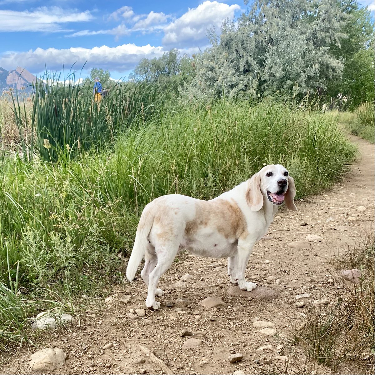 extractlabs's tweet image. It&apos;s #NationalDogDay and we’re barking with joy! 🐕‍🦺 Our pups make every day better at Extract Labs, drop a 🐾 if your dog is your best coworker! 
Be sure to check out our Fetch for Pets #CBD line for your furry friends too  #DogLover