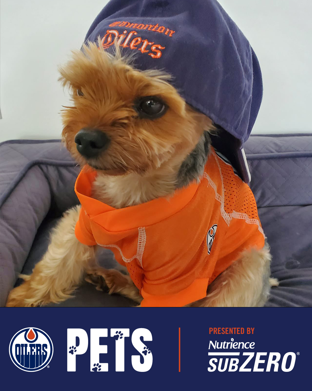 Oilers dog jersey hot sale