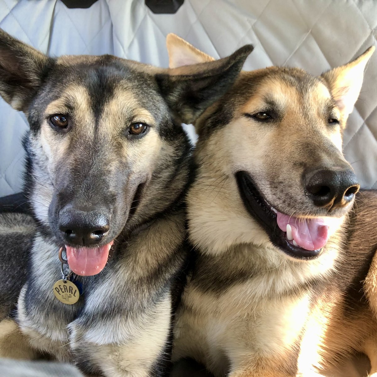 extractlabs's tweet image. It&apos;s #NationalDogDay and we’re barking with joy! 🐕‍🦺 Our pups make every day better at Extract Labs, drop a 🐾 if your dog is your best coworker! 
Be sure to check out our Fetch for Pets #CBD line for your furry friends too  #DogLover