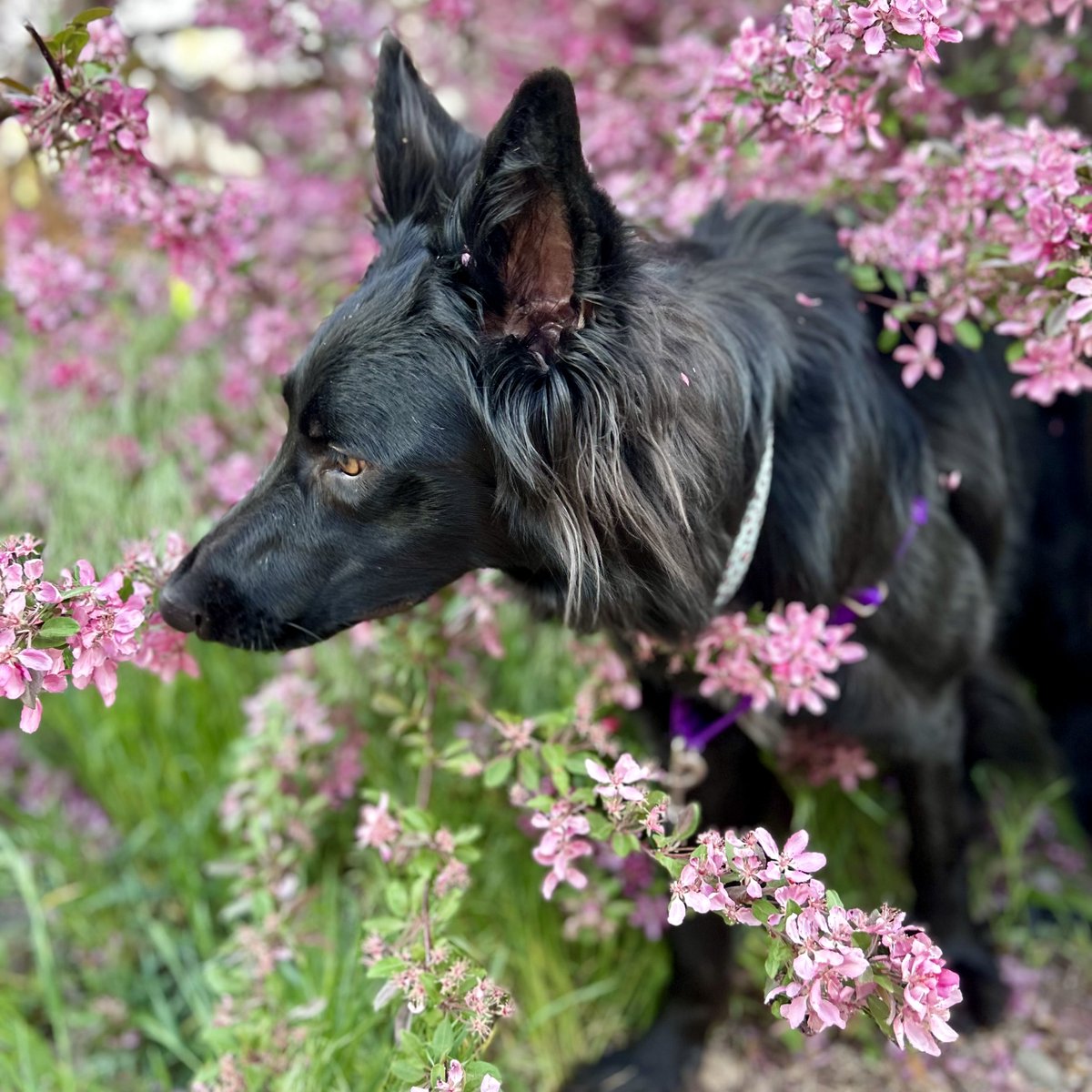extractlabs's tweet image. It&apos;s #NationalDogDay and we’re barking with joy! 🐕‍🦺 Our pups make every day better at Extract Labs, drop a 🐾 if your dog is your best coworker! 
Be sure to check out our Fetch for Pets #CBD line for your furry friends too  #DogLover