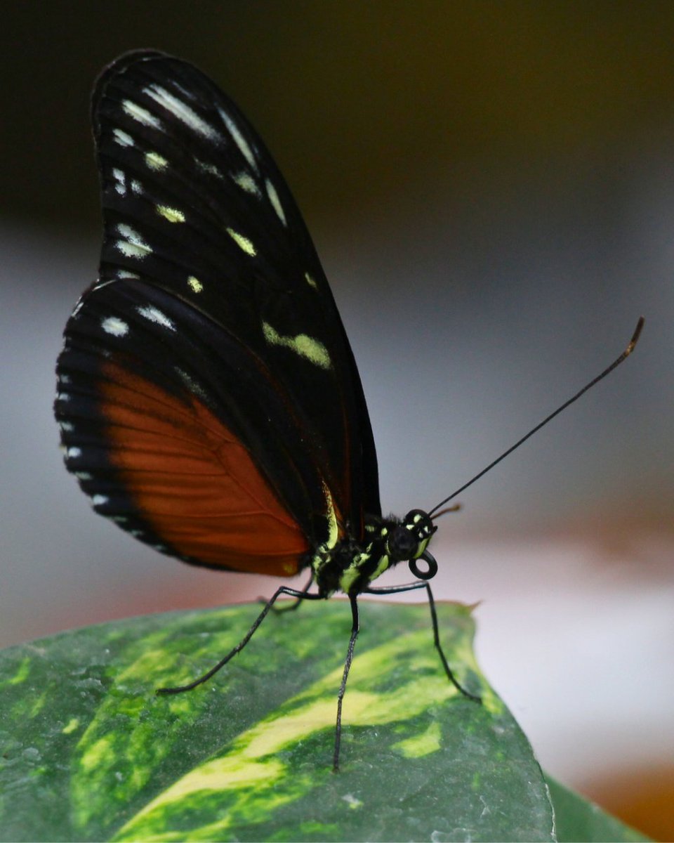 ONDADARWIN's tweet photo. Muchas especies de mariposa presentas mimetismo con otras del género. Mientras unas son tóxicas, otras simplemente se parecen a sus primas venenosas para evitar que se las coman! ¿Sabes de qué especies son estas dos? #mariposas #butterfly #insectos #macrophotography #biologia https://t.co/blVt8EMKDX