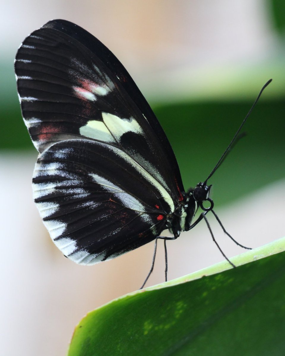 ONDADARWIN's tweet photo. Muchas especies de mariposa presentas mimetismo con otras del género. Mientras unas son tóxicas, otras simplemente se parecen a sus primas venenosas para evitar que se las coman! ¿Sabes de qué especies son estas dos? #mariposas #butterfly #insectos #macrophotography #biologia https://t.co/blVt8EMKDX