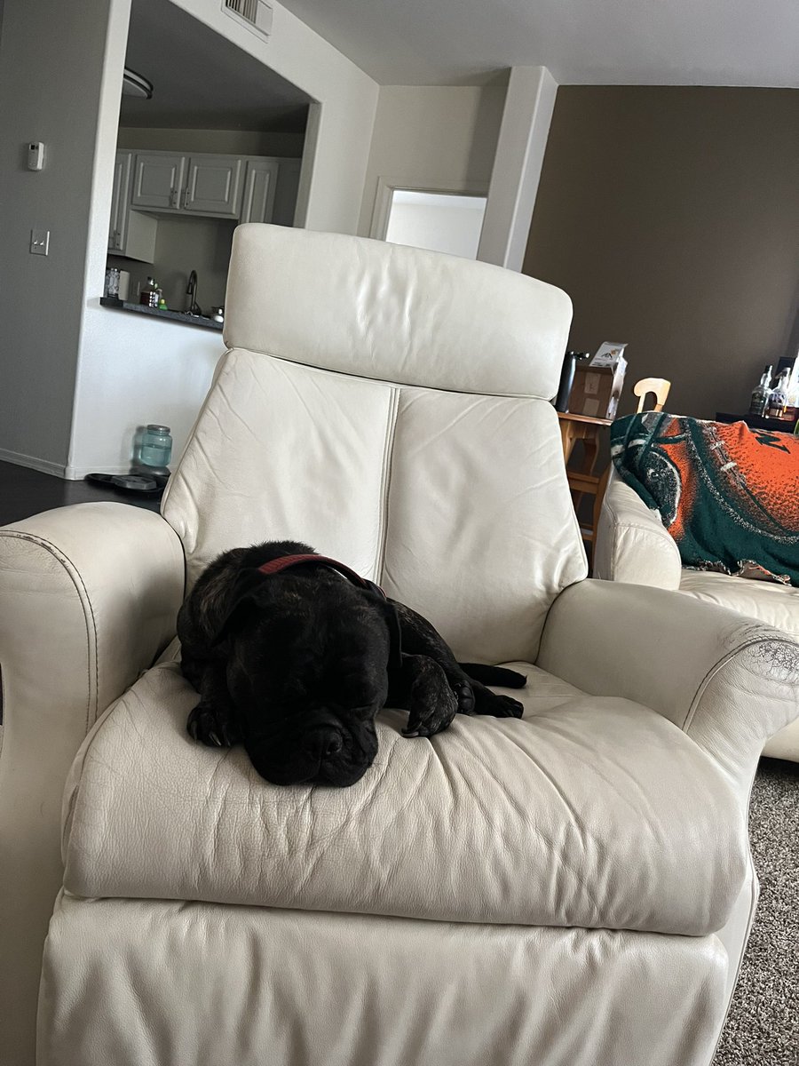 barelaamelia's tweet photo. @_robg700 Happy dog day to my handsome baby! 🥰 https://t.co/BQVLE2cPff