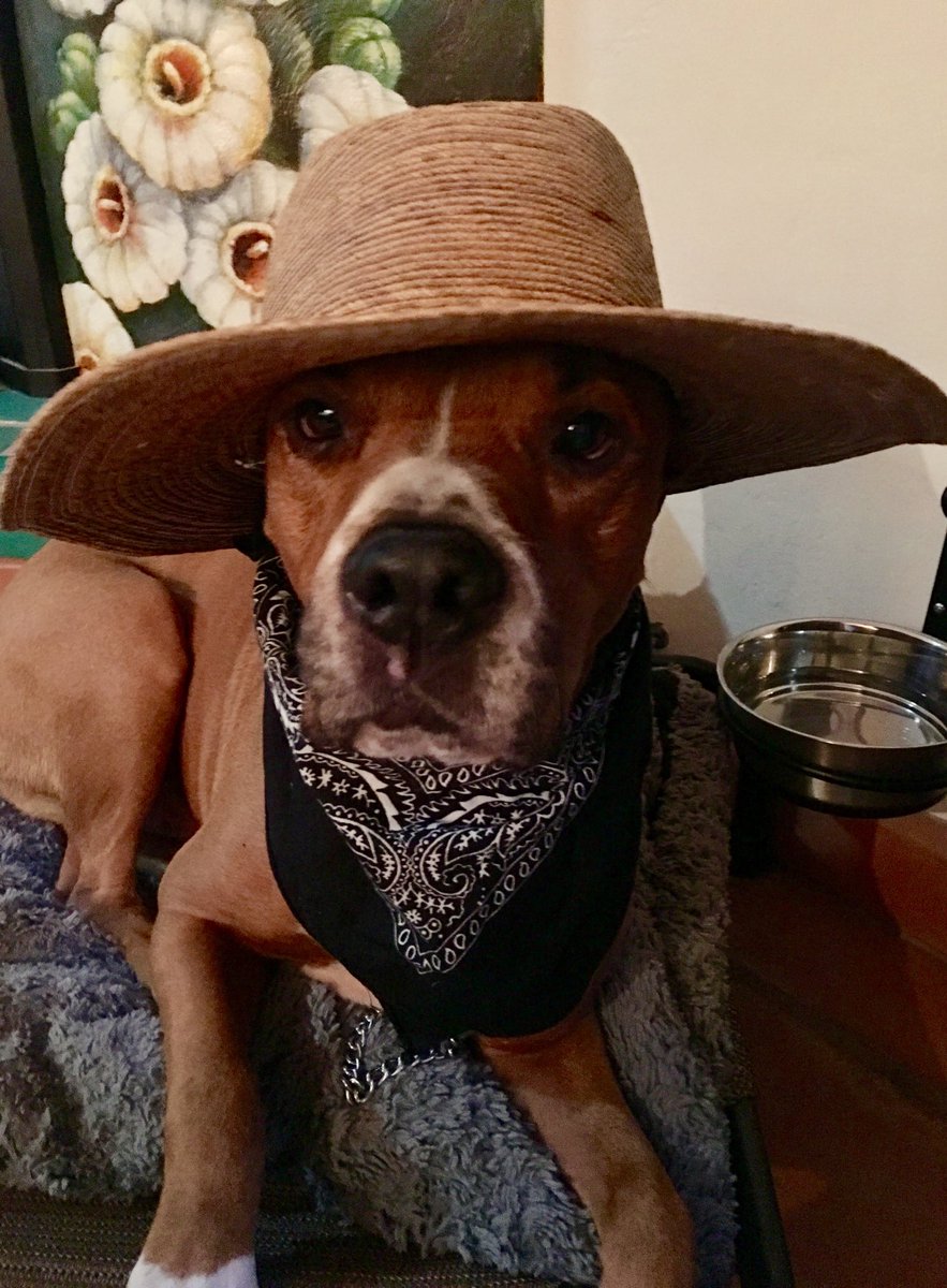 ahsokatano2021's tweet photo. Our sweet boy, Durango, went to sleep today. He was 14 yo. He was named Durango because he was found wandering that street in Phoenix. We will miss him everyday. The best dog. #durango #dogsgotoheaven #dogs #ripdogs https://t.co/eYtDyeadIW