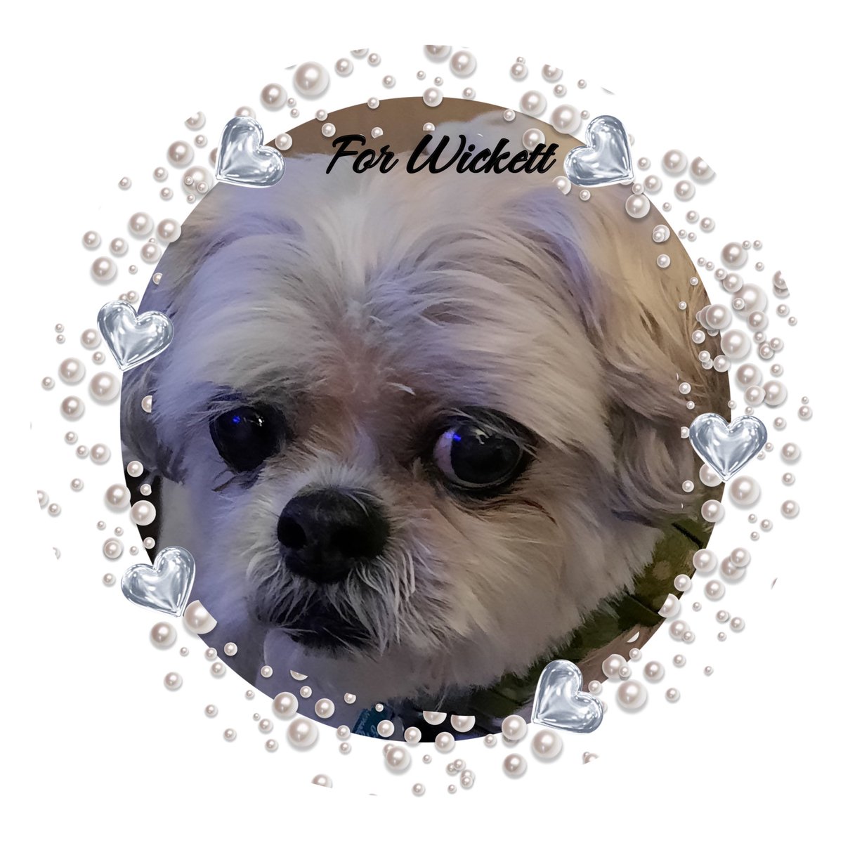ᗰᗩᑕ 😇 & ᗷᗝᗷ (@macwhittle) on Twitter photo Ello pals. I am writing this very sad message on behalf of a dear pal to lets you knows that dear Wickett has sadly passed OTRB 🌈 please keeps his mum in your forts and surround her with love and kindness at this time. <a href="/Nightbird7115/">Wickett 😇 & Lt. Colonel Josie Boo of #ZSHQ</a> always #BeKind always with #love ❤️ #zshq Ello pals. I am writing this very sad message on behalf of a dear pal to lets you knows that dear Wickett has sadly passed OTRB 🌈 please keeps his mum in your forts and surround her with love and kindness at this time. <a href="/Nightbird7115/">Wickett 😇 & Lt. Colonel Josie Boo of #ZSHQ</a> always #BeKind always with #love ❤️ #zshq