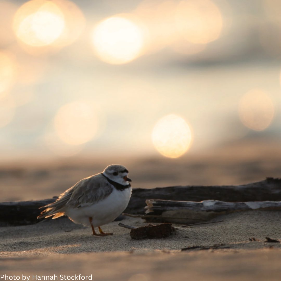 Ontario Piping Plover Conservation Program tweet media