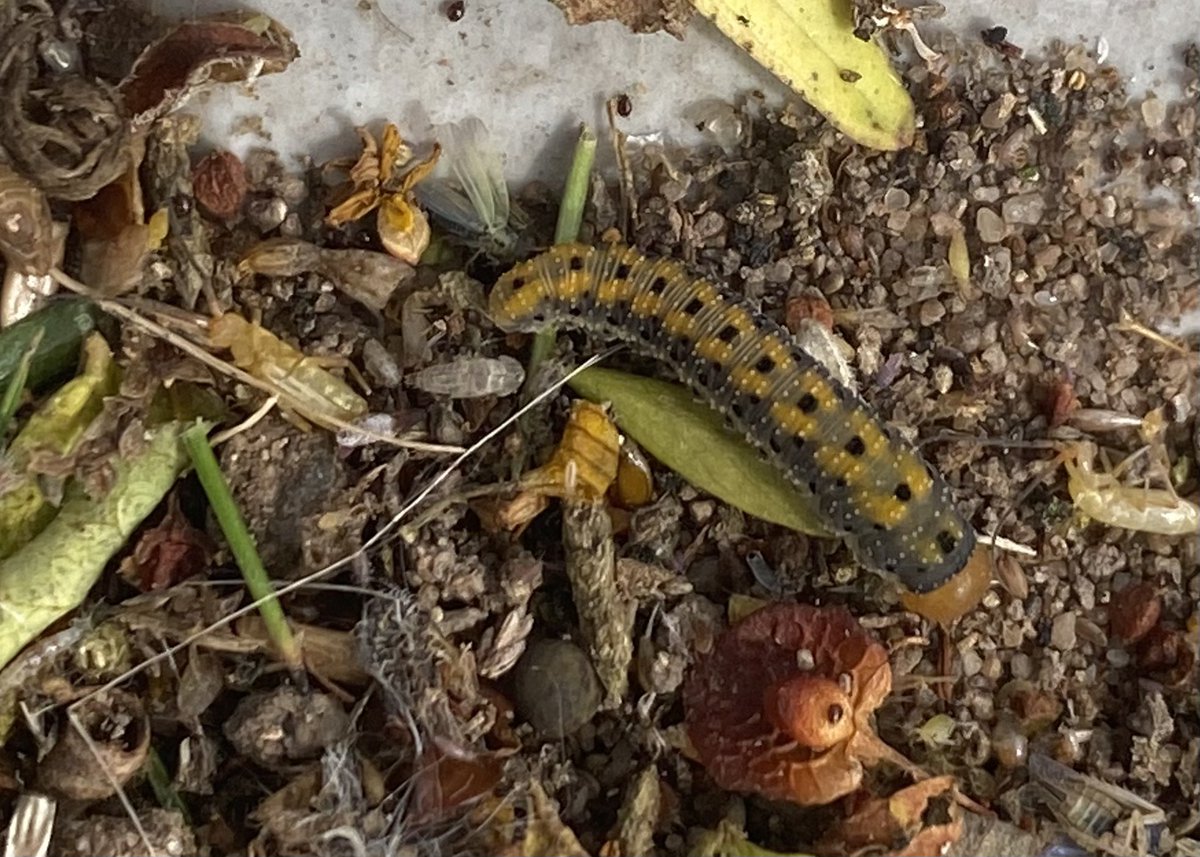 TBeetles's tweet photo. Sawfly larva, Tenthredo amoena, Nottinghamshire today. My first encounter with it in the county today but has been recorded previously. Swept from Perforate St. John’s Wort. ##Symphyta #Sawfly https://t.co/RscPj3r2Z2