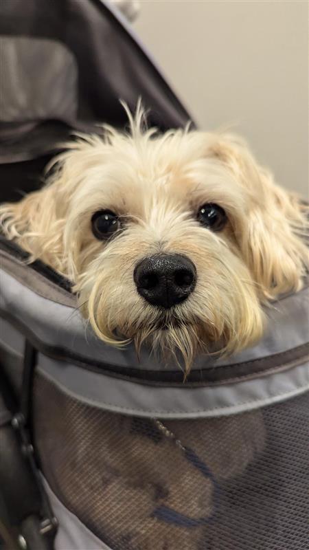 SynaCorp's tweet image. Happy #InternationalDogDay from the pups of Synaptics! We're grateful for these furry friends spreading office cheer! 🐶 

#officedogs