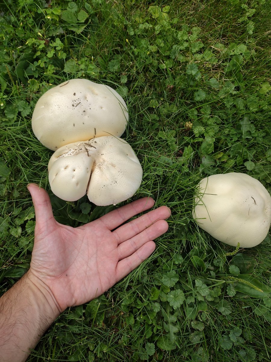 I picked a big yard mushroom in the Agaricus genus this weekend and had it with pasta.