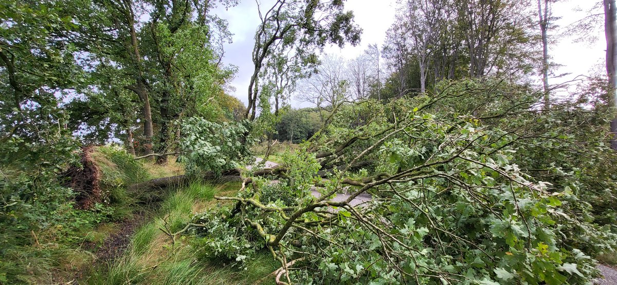 Tjeerd Langhout tweet media