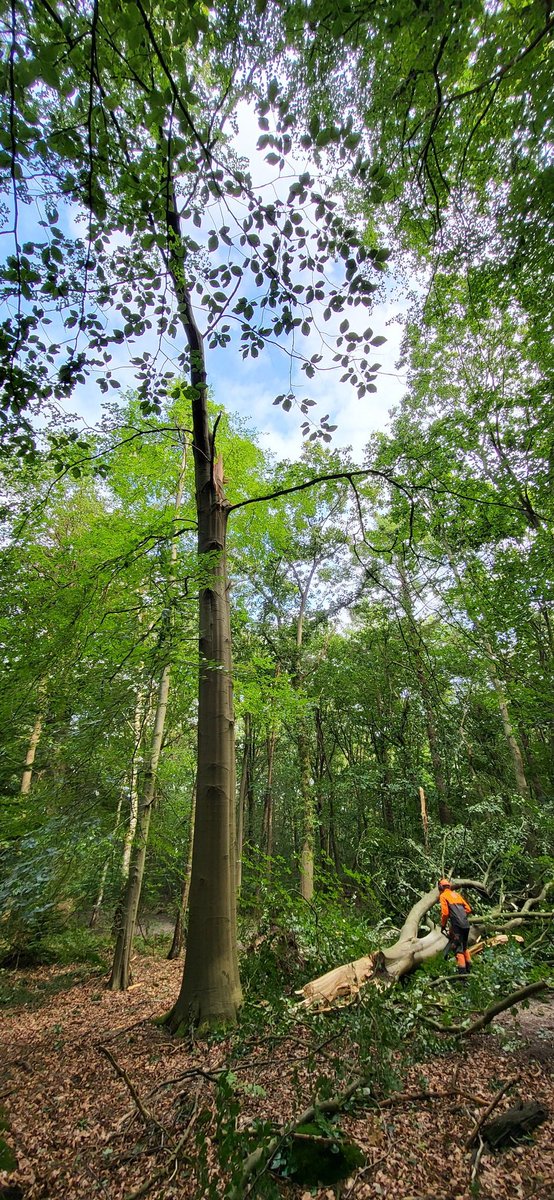 Tjeerd Langhout tweet media