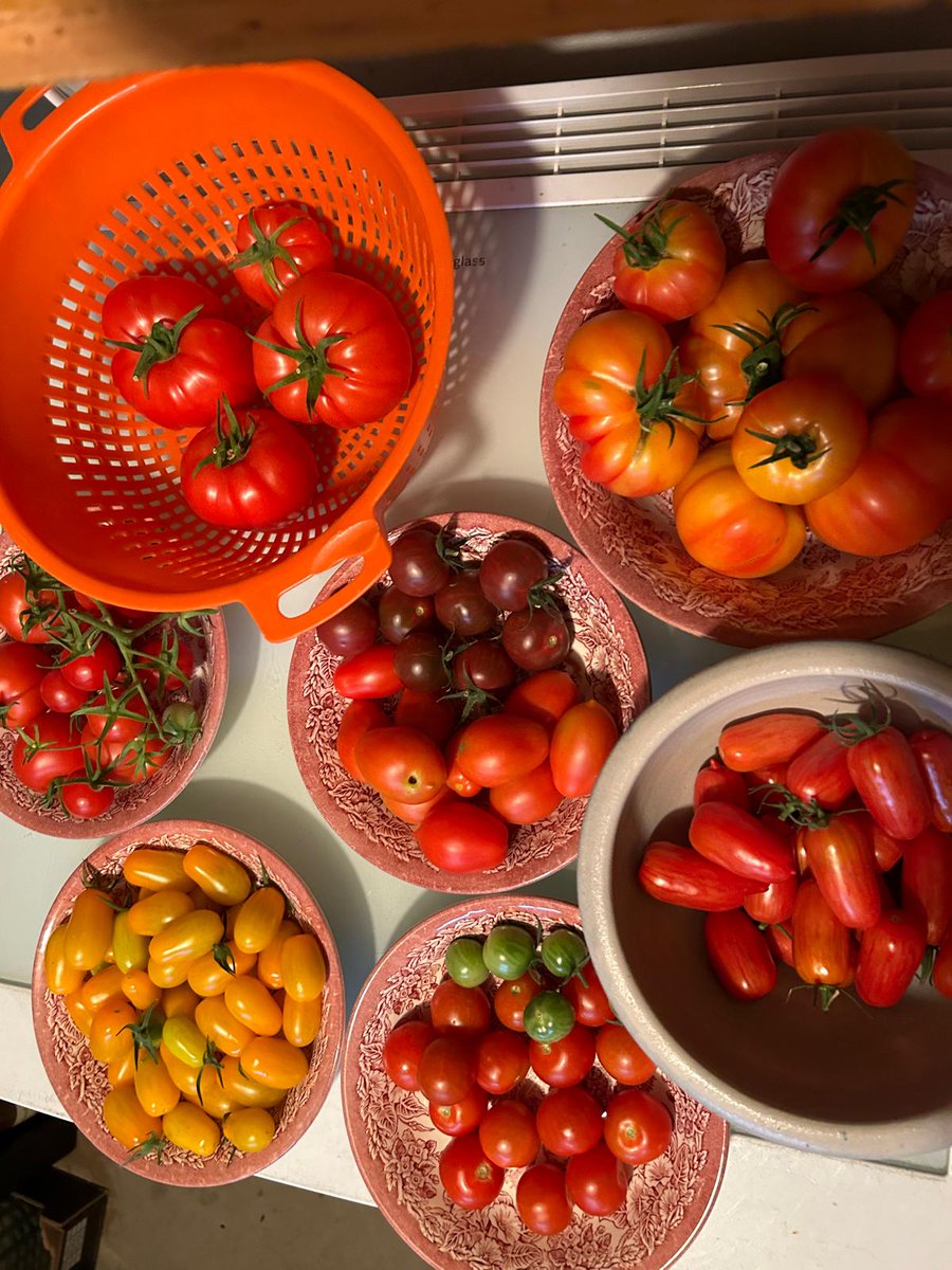 le_semo's tweet photo. @DonGiardino 
Dank dir bin ich Tomatenfan geworden und hab die tolle Auswahl aus dem Kalender selber recht erfolgreich angebaut dank der Tipps.
Wünsch dir viel Ernteglück trotz der schwierigen Bedingungen. https://t.co/AWbMj60cUb