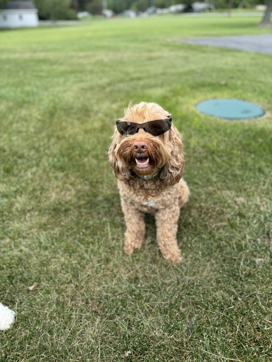 KamilleFowler's tweet photo. @MarisaJacquesTV Mr. Felix wearing his safety sunglasses while at work today at Longhorn Trucking Company!! https://t.co/zRWbOrgJ2T