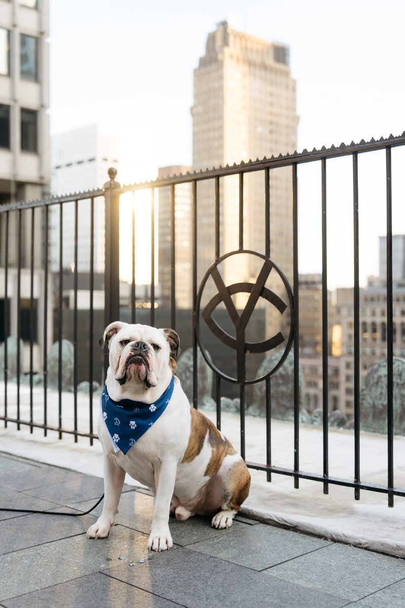 YaleClubNYC's tweet photo. Happy National Dog Day to the most dashing and dapper pup around, Handsome Dan! 🐶🎩 Let's show some love to our favorite bulldog with extra treats and belly rubs today. 

#YaleClubNYC #NationalDogDay#HandsomeDan

📷: Perennial Image https://t.co/gqyqbeuMzG