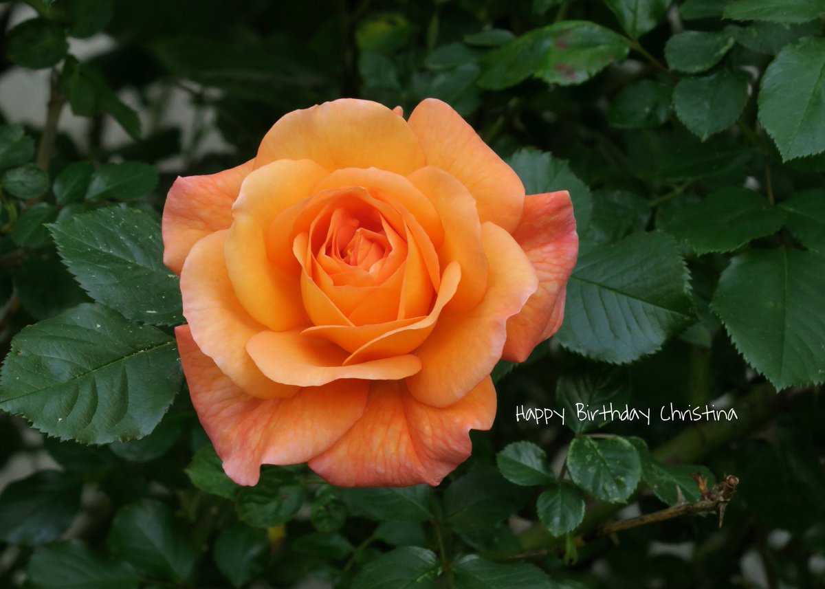 #HappyBirthday 🌸🙂🌸 <a href="/MissCindrich/">Christina Cindrich</a>