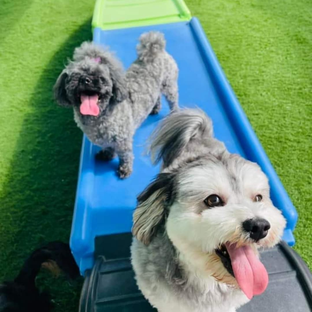sunpumpmemo's tweet photo. It's National Dog Day! I celebrate my spoiled brats, Rylee and Reece! ❤️❤️❤️ https://t.co/j22EY58Z2I