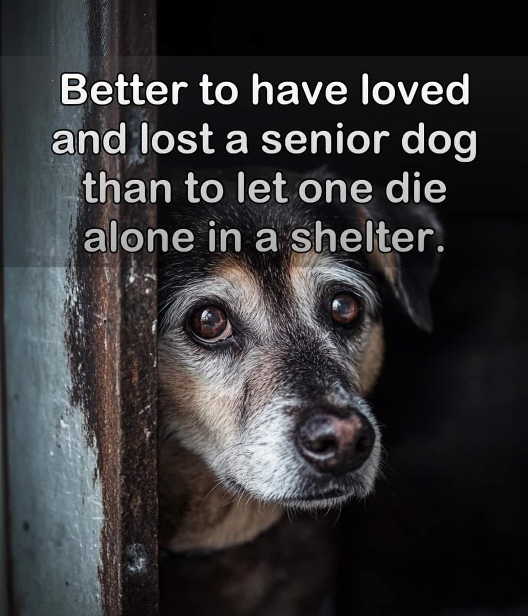 𝕏 Dogs (@_xdogs) on Twitter photo  𝕏 Dogs (@_xdogs) on Twitter photo