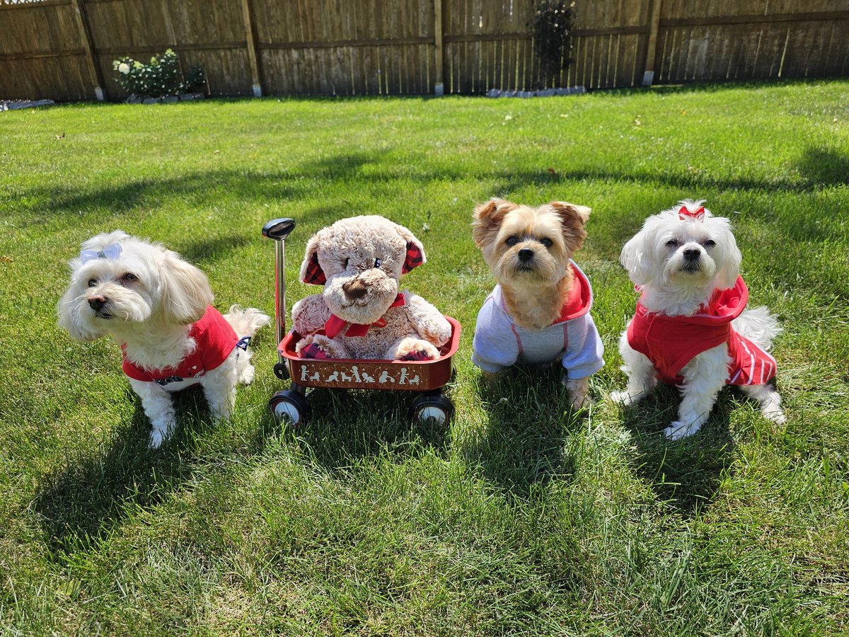 MernkaStacy's tweet photo. Happy National Dog Day from Brylie, Bodie &amp; Bella! https://t.co/lGk0odRDZK
