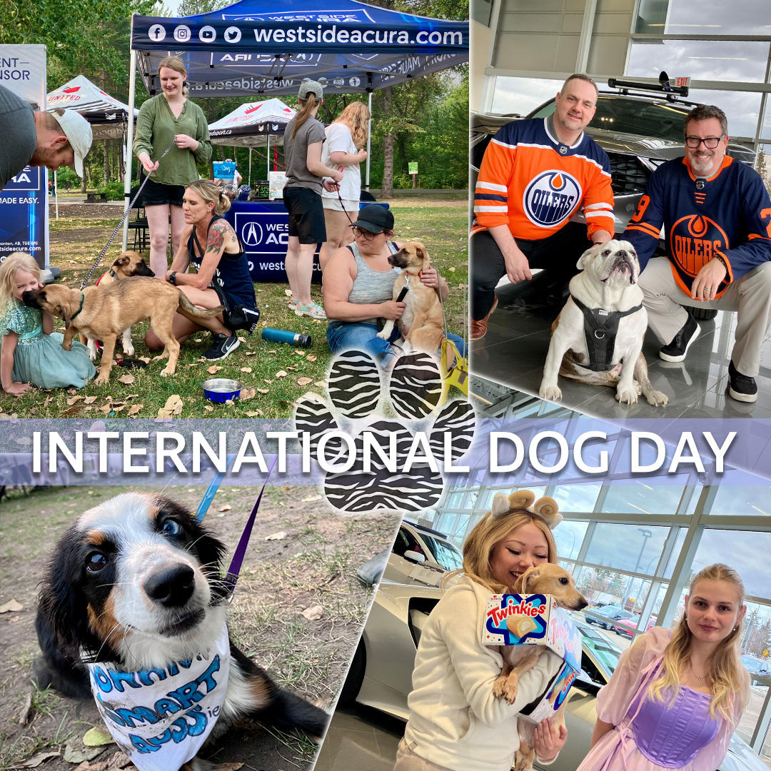 How are you celebrating INTERNATIONAL DOG DAY?! 🐶 🐾

Let's hear your suggestions on how you are pampering our canine friends today. ❤

WestSideAcura.com, we are a dog-friendly dealer.

#yegdogs #yegcommunity #internationaldogday #yeg