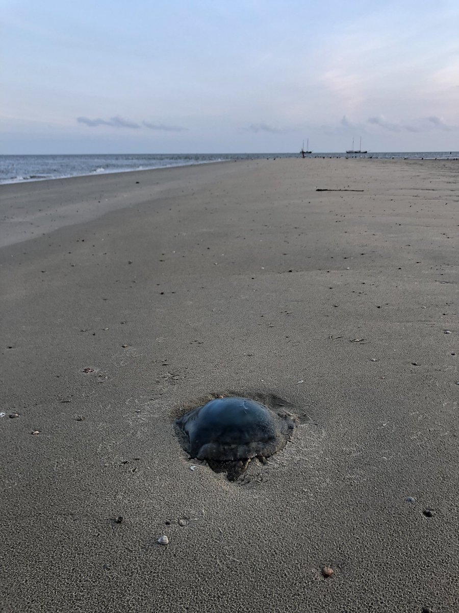 de_Richel's tweet photo. Laag water, de foeragerende vogels zijn al verderop, tijd om van de toren af te gaan. Op enkele plekken kwallen, waaronder de prachtige kompaskwal en de opvallend blauwe……blauwe haarkwal. #Richel #Waddenzee https://t.co/yHcBk7o8h6
