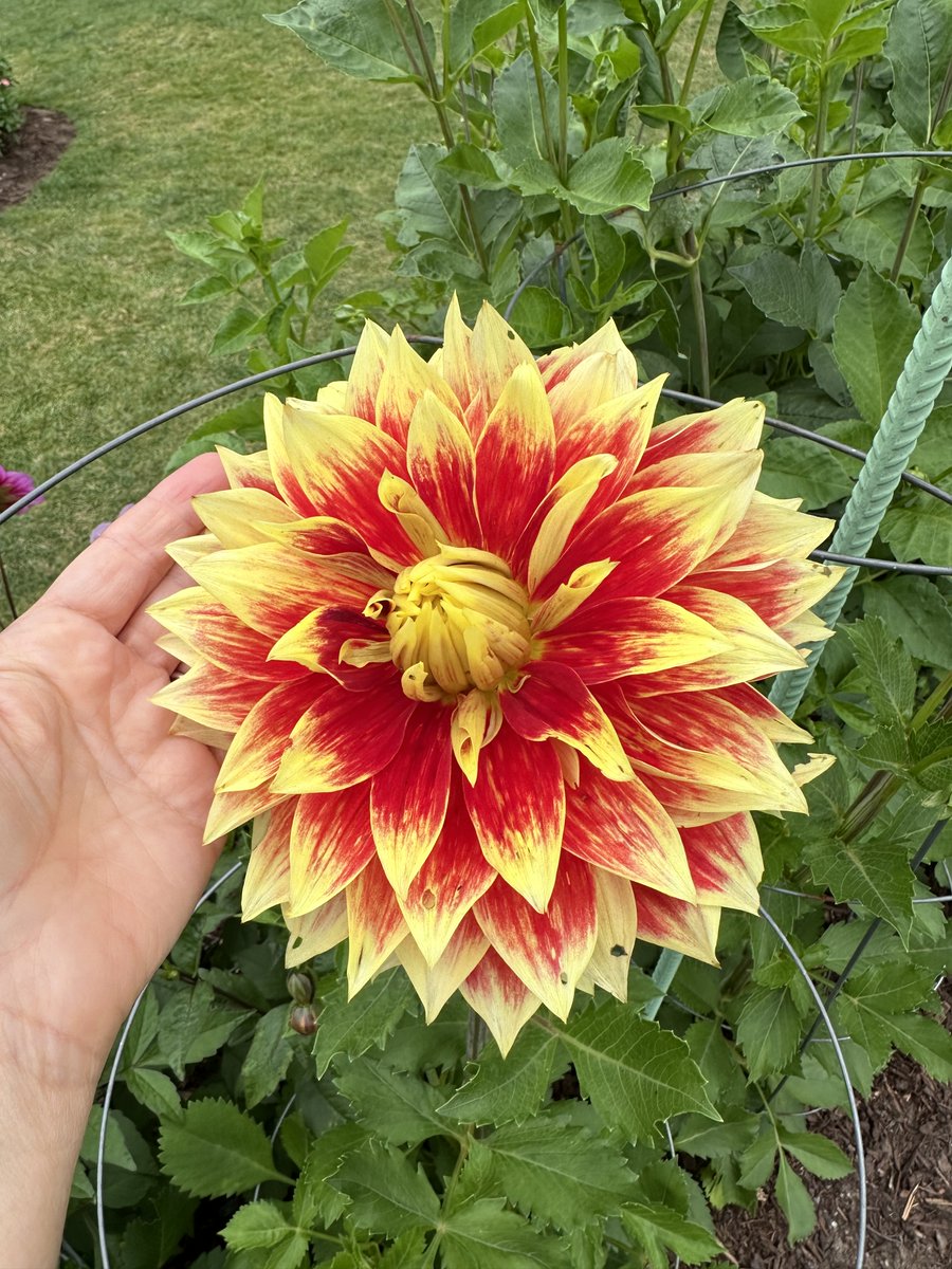 Niki Jabbour (@nikijabbour) on Twitter photo I spent an hour wandering the <a href="/HfxPublicGarden/">Halifax Public Gardens</a> today and all I can say is WOW! Everything looks fabulous - including the dahlias. We're so lucky to have such a spectacular garden in the heart of the city. And for the inside scoop, join one of the free daily garden tours. I spent an hour wandering the <a href="/HfxPublicGarden/">Halifax Public Gardens</a> today and all I can say is WOW! Everything looks fabulous - including the dahlias. We're so lucky to have such a spectacular garden in the heart of the city. And for the inside scoop, join one of the free daily garden tours.