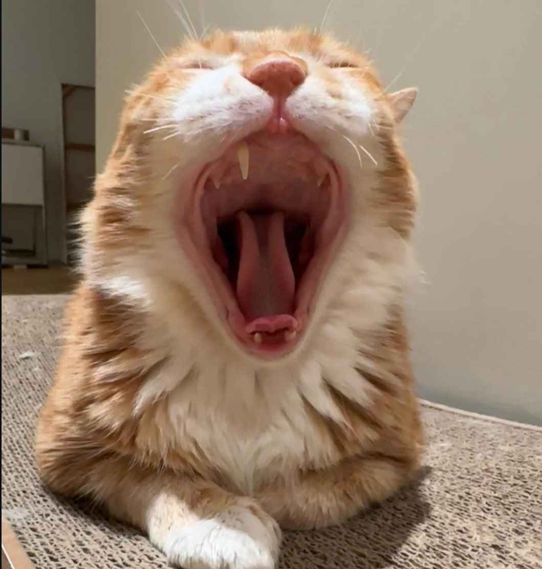 Glitchio tweet media