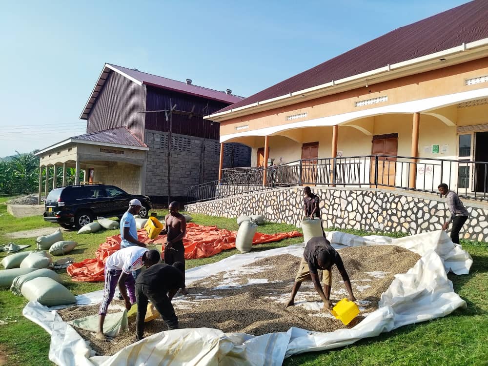 Rwandarocoffee's tweet image. Our team at the cooperative head office is hard at work, carefully sorting and grading our latest coffee harvest. It's a labor of love that requires precision, patience, and a passion for quality.

#CoffeeSorting #QualityControl #CooperativeExcellence #FromFarmToCup