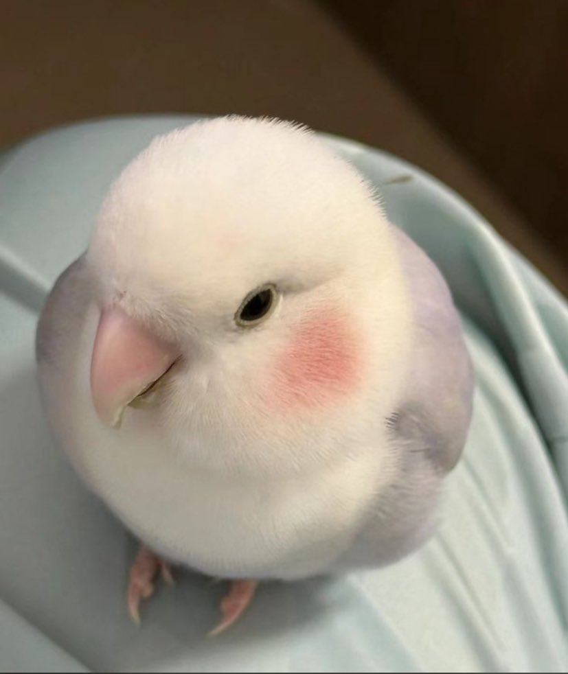 Şahsi oglanımdan beklenmedik anda iltifat alınca benim yanaklar