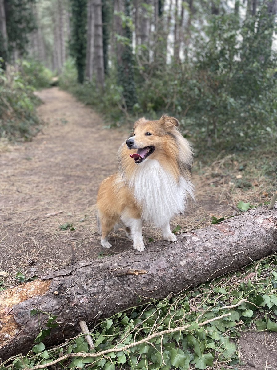 DadWoodys's tweet photo. Todays dog walk took us through one of the beautiful estates here in #northnotts #osbertonestate #woodythesheltie #fonziethesheltie #worksop #sheltie #shetlandsheepdogs #lovewhereyoulive #retford #thedukeries https://t.co/iTL9vJF1U5