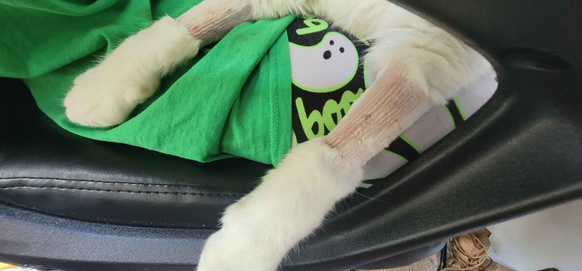 chaosnekoora's tweet photo. A good friend of mine could use what help anyone can offer. Just add a surprise vet bill drop on them for they're cat Rengar. Found out he is diabetic. any help would be great, even just sharing. https://t.co/06hMIOj5HY https://t.co/6Qp0smlMqI