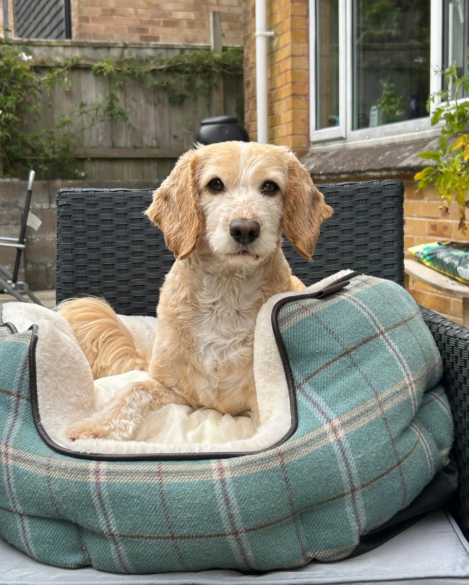 lloydy77's tweet photo. Happy #InternationalDogDay everyone https://t.co/LCJoRBH7bX