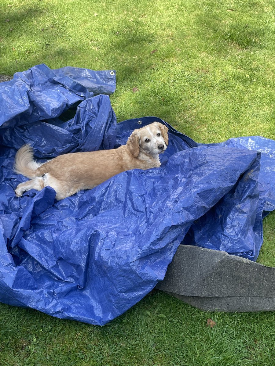lloydy77's tweet photo. Happy #InternationalDogDay everyone https://t.co/LCJoRBH7bX