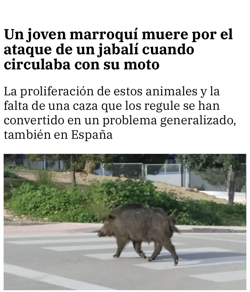 Doct_Tricornio's tweet photo. 🔴 HA NACIDO UN HÉROE 

Retuitea si tú también quieres a este marrano SIEMPRE en tu equipo https://t.co/DIe4F2Km12