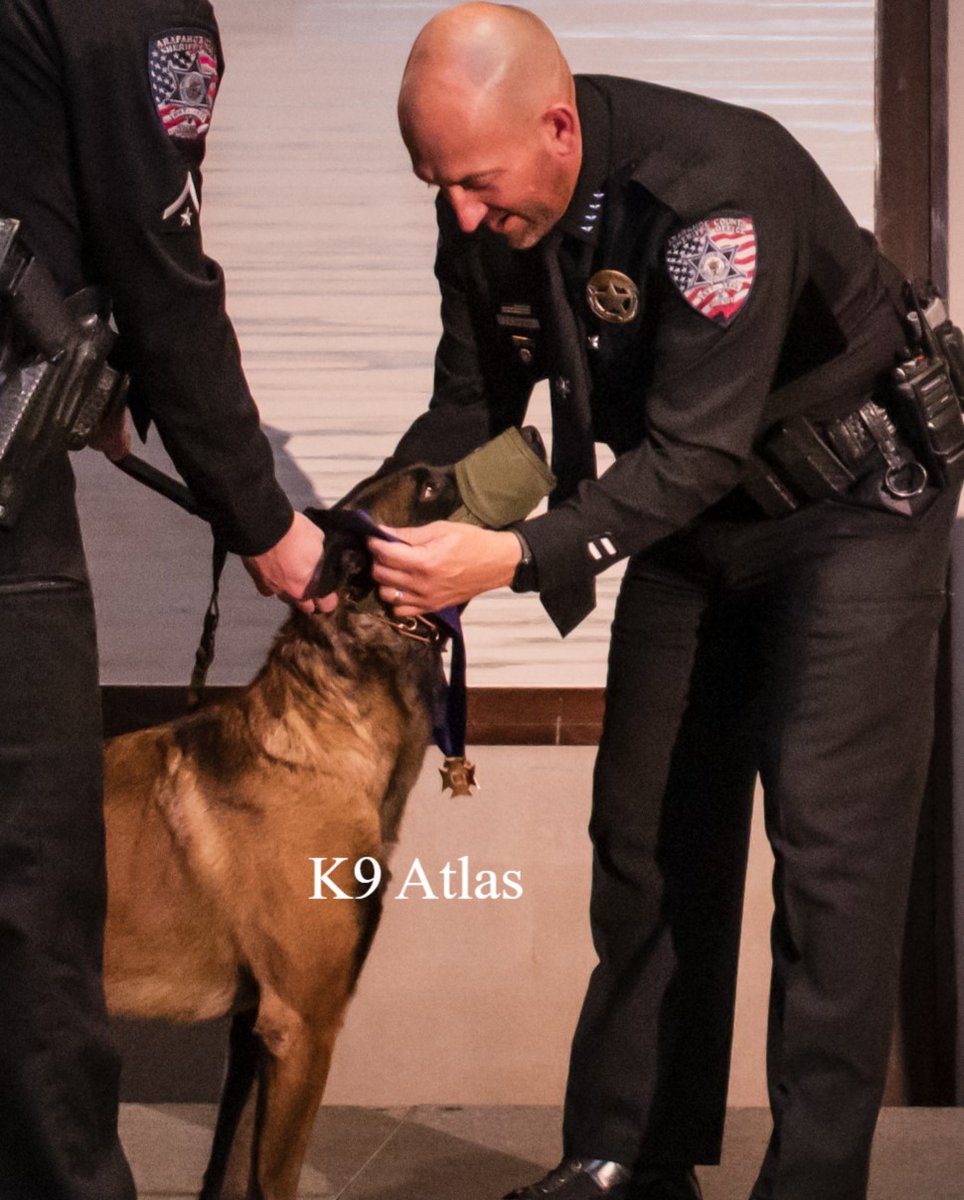 ArapahoeSO's tweet photo. Two K9s retire after years of dedicated service.

This month we say farewell to K9 Atlas and K9 Doc, who are officially retiring due to medical reasons. After 8 years of combined service, Atlas and Doc have worked tirelessly to help keep their handlers and the community safe. Their long list of accomplishments is due to their extensive training in detecting drugs, tracking and taking dangerous criminals off the streets.

The dogs will continue to live with their handlers and their families and we know they will have a wonderful life. A big thank you to Back the Blue K9 Force and RexRun for PAWSitivity for raising funds to purchase two new police K9s for us in the next few months. We love you Atlas and Doc. You will always hold a special place in our hearts. 💙🖤

#HeroesAmongUs #dogsarebetterthanhumans #rexrun2024