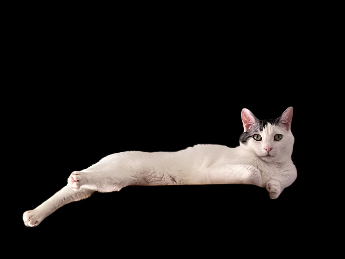 Nando the Magnificent #lincolnpets