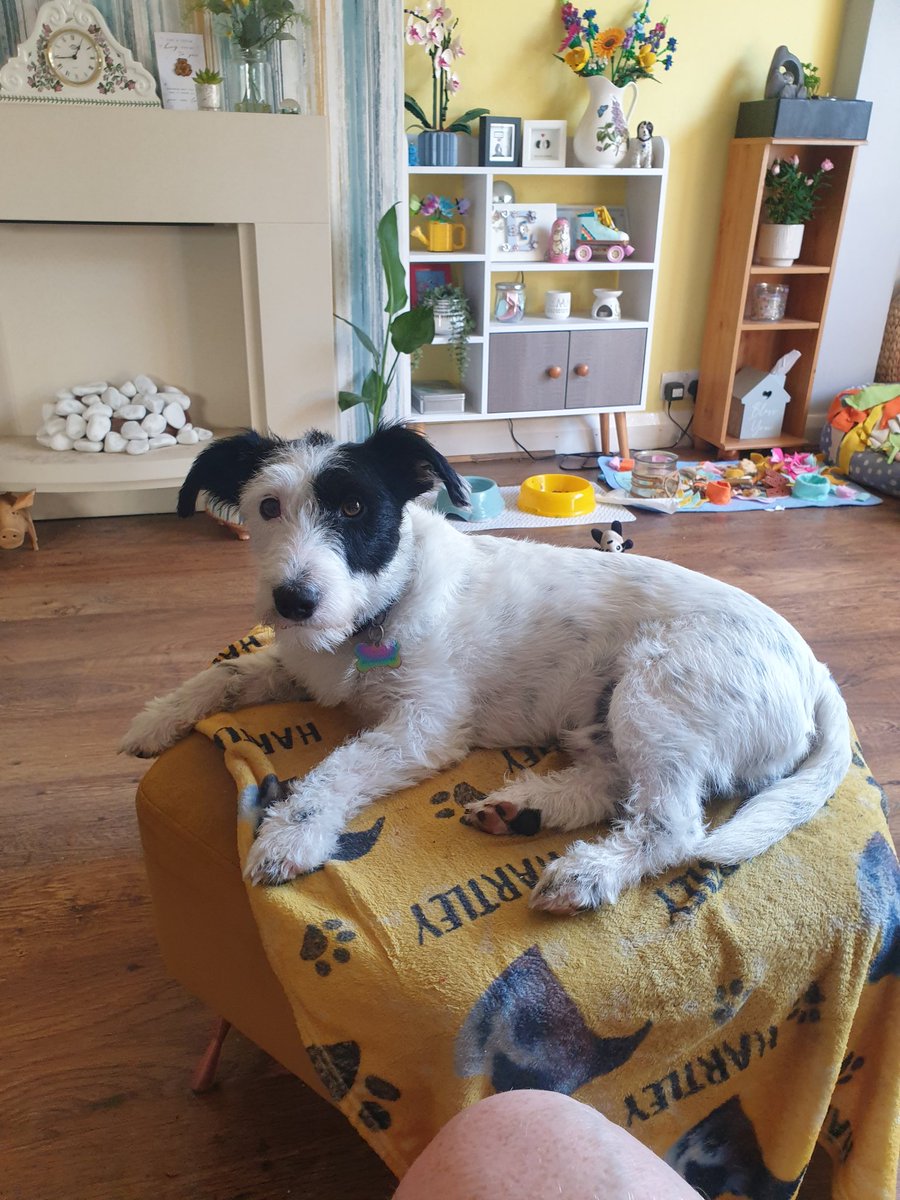 EmmaJanesLife's tweet photo. #NationalDogDay
#Hartley
or Hartley Partley Poo Pa as I call him 😂
You have changed my life my darling boy 🥰
It's been a challenge but immeasurable joy ❤️❤️
#Rescue #Jackapoo https://t.co/wkhKh1tF0s