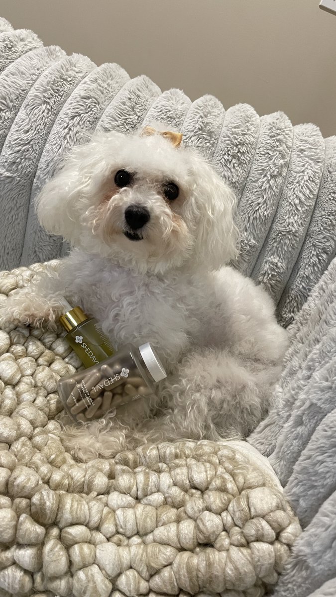 Shedavi_'s tweet photo. Meet Shedavi’s furriest friends! 🐾✨ Roma loves the Growth Duo for her long coat. 🌟 Oreo adores our styling gel for frizz-free fur! 🐶💨 

#PuppyLovers #PuppyLove #puppies https://t.co/4k0S59Pob7