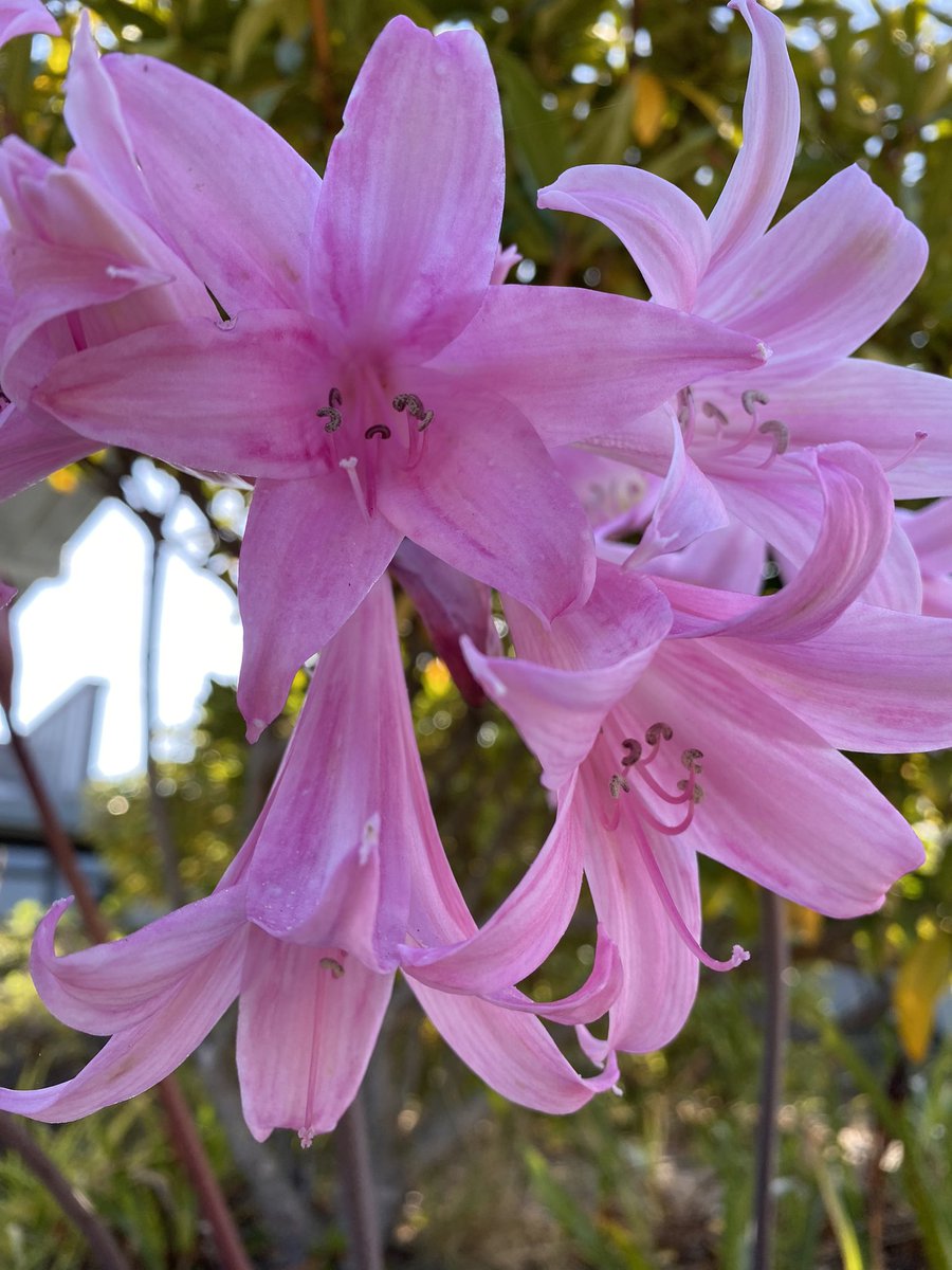 ColinofCa's tweet photo. Amaryllis belladonna on the Mendocino Coast. #perennial #bulb #belladonna #mendocinocoast https://t.co/MiaGahwABh