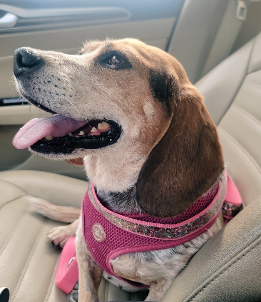 SweetSundaebeagle (@sundaebeagle) on Twitter photo Best way to celebrate #nationaldogday ... finding out the biopsies are BENIGN! ๐๐๐จ๐พ๐ฅฐ <a href="/beaglefacts/">Beagle Facts</a> #dogsoftwitter #beagles Best way to celebrate #nationaldogday ... finding out the biopsies are BENIGN! ๐๐๐จ๐พ๐ฅฐ <a href="/beaglefacts/">Beagle Facts</a> #dogsoftwitter #beagles