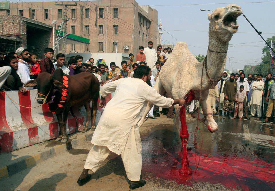 OmskVogel's tweet photo. @mikrocosmos7bts @SwitchNigeriaNG @rich_toronto @EuropeInvasionn Muslims shouldn’t harm any animals, sure https://t.co/TtzQERpa2z