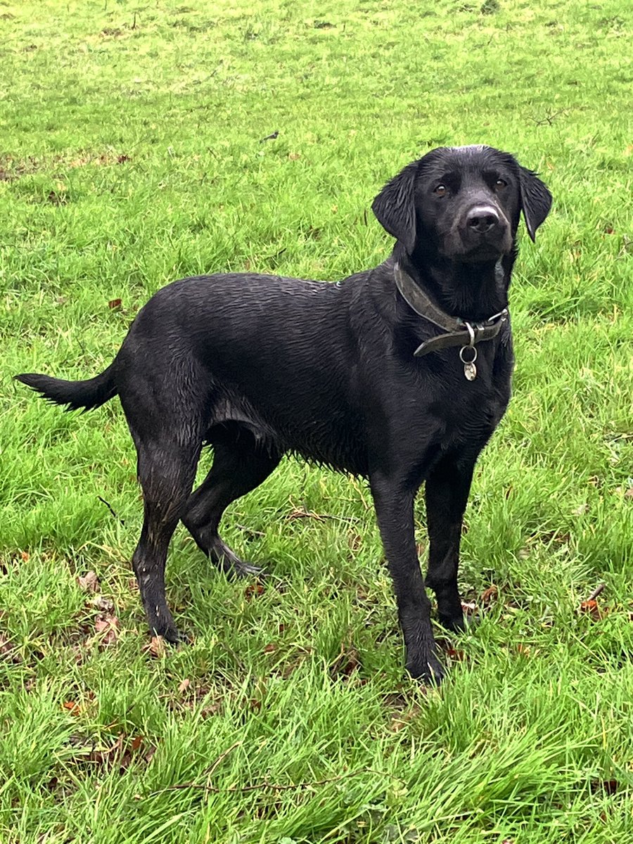 International Dog Day <a href="/BCTGB/">Border Collie Trust</a>