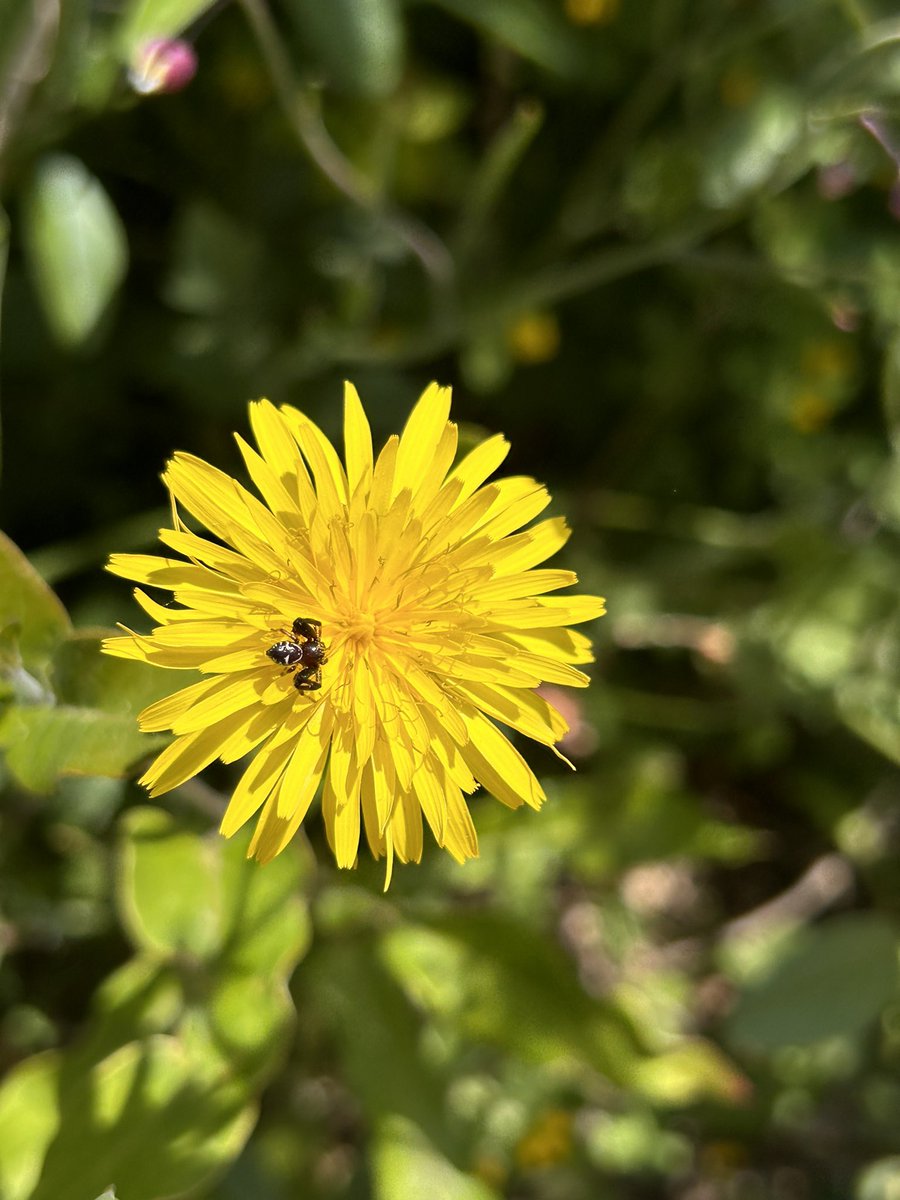 Urbaneja-Bernat (@urba15) on Twitter photo Tomorrow (Aug 28) at the <a href="/ice2024kyoto_jp/">International Congress of Entomology 2024 Kyoto JP</a> from 9:45 AM - 11:45 AM for a symposium on
"Advances in Plant-Derived Food Sources in Biological Control"
organized by <a href="/AlejandroTena3/">Alejandro Tena</a>, Dr. Cesar Rodriguez-Saona, and myself in Room C-1.
#ice2024 Tomorrow (Aug 28) at the <a href="/ice2024kyoto_jp/">International Congress of Entomology 2024 Kyoto JP</a> from 9:45 AM - 11:45 AM for a symposium on
"Advances in Plant-Derived Food Sources in Biological Control"
organized by <a href="/AlejandroTena3/">Alejandro Tena</a>, Dr. Cesar Rodriguez-Saona, and myself in Room C-1.
#ice2024