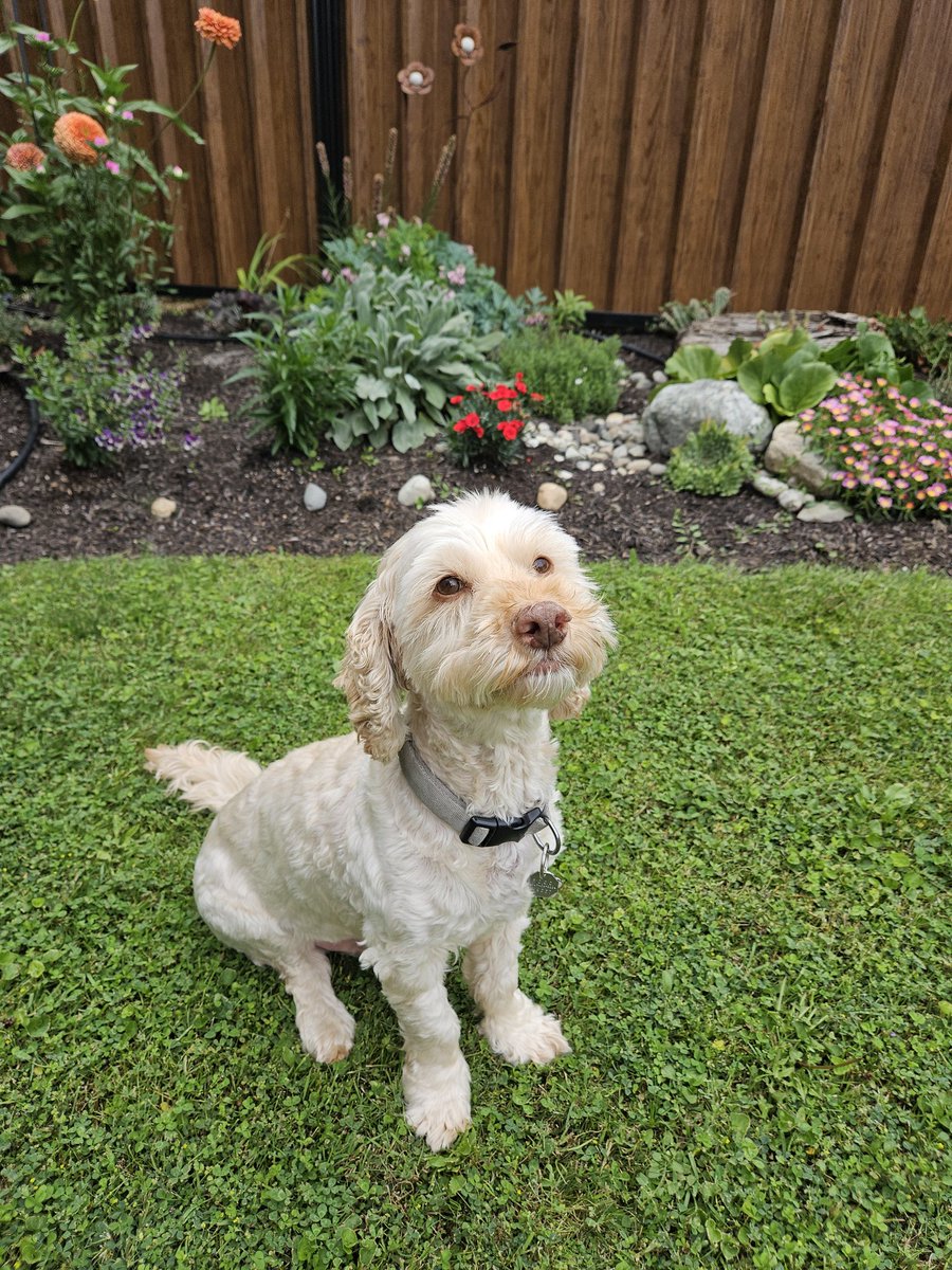 Happy #NationalDogDay 

Show me some doggo love. This is Spencer, he was a rescue that we got 14 years ago. This is the one moment in time where he was well behaved as he waited patiently for a 🥕