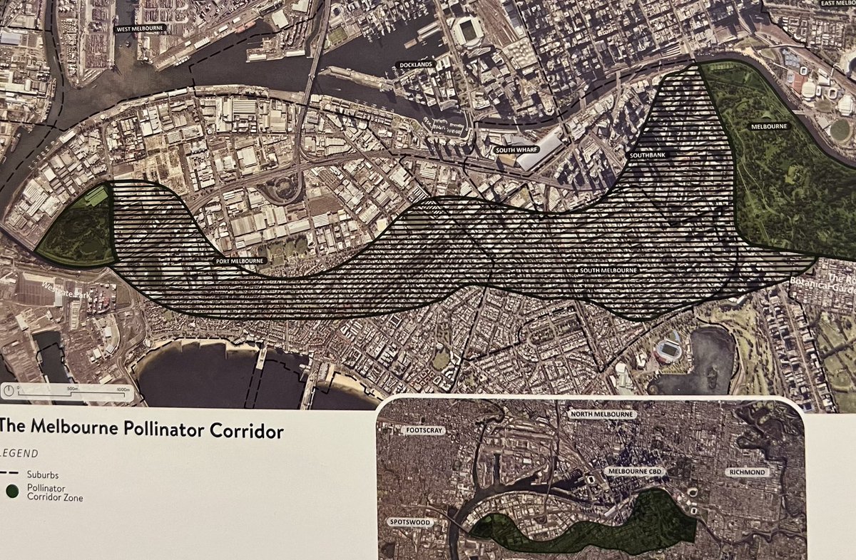 jpalopcasado's tweet image. Melbourne ha planificado, con el apoyo de las comunidades, un corredor verde para polinizadores que está transformando las calles en jardines y reservas de biodiversidad. Pasear por algunas calles de South Melbourne es toda una experiencia. Idea replicable en otras ciudades.
