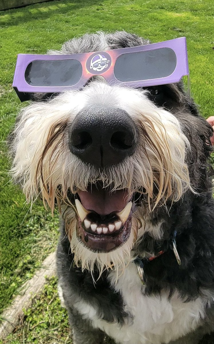Happy National Dog Day to the BEST…Bo Frye!
